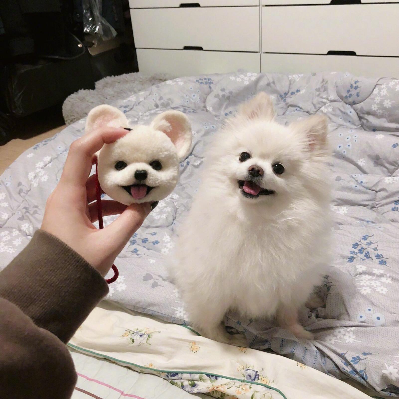 博美犬的饲养常识有哪些,博美犬优缺点有哪些表现