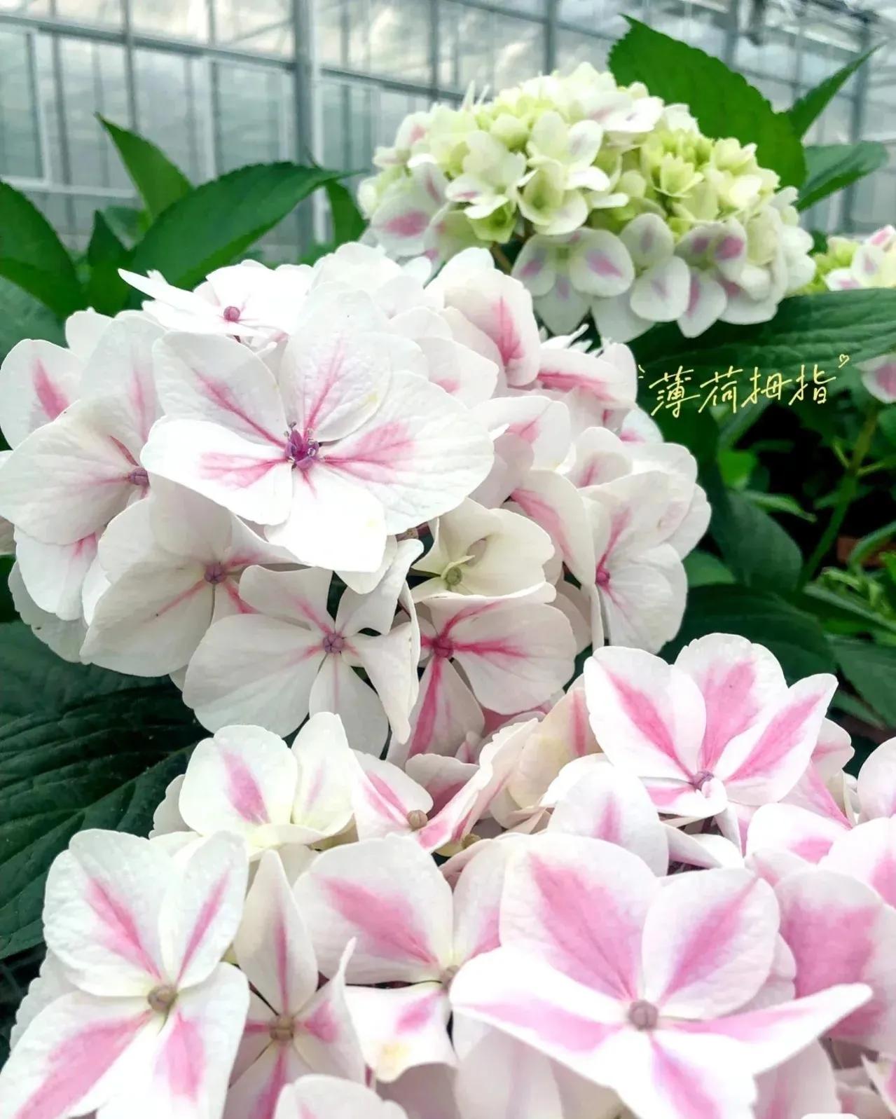 开眼界了!五大突出特征让这种“球花”魔力无限,人见人爱