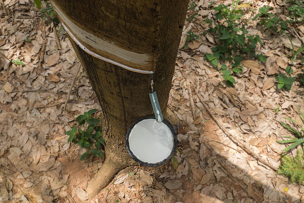 泰国橡胶枕头假货曝光,真假乳胶枕行业黑幕