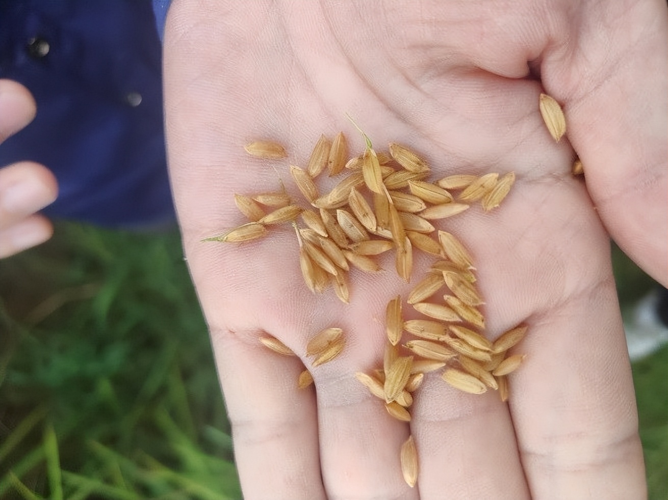 金色农华籼梗交新标杆、新升级——浙杭优220