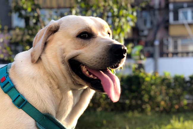 拉布拉多吃了就吐怎么回事,拉布拉多吃了又吐是什么原因