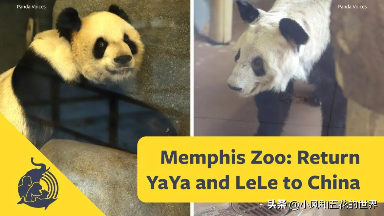 关于熊猫乐乐死亡原因,熊猫乐乐死亡的真正原因