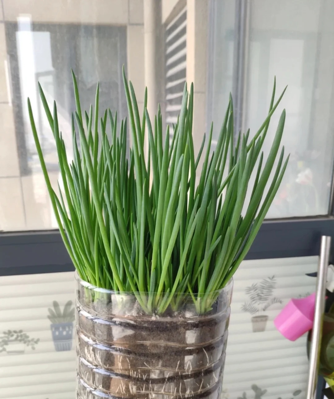 家庭客厅养什么花好看又旺财,客厅最吉祥的三种花