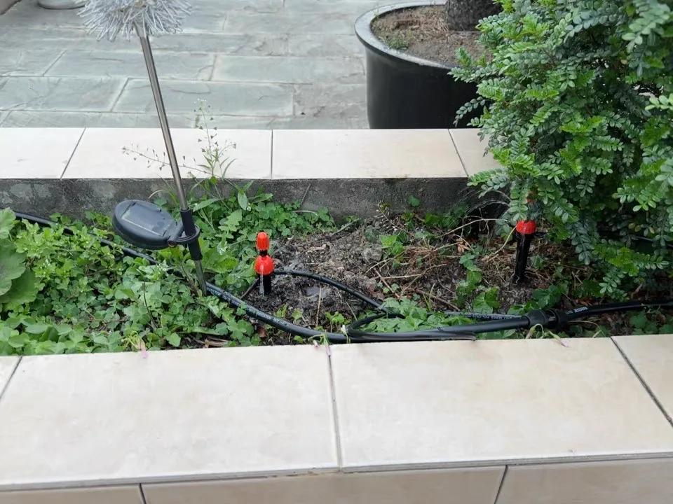 长期出差养花浇水小技巧,养花忘记浇水的妙招