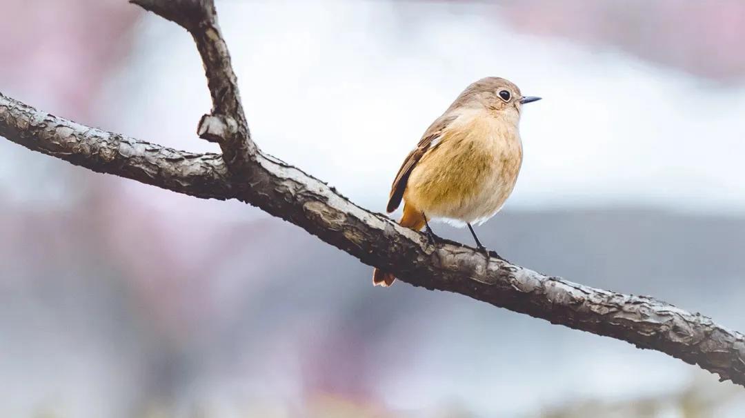 早春一年之计在于春,一年之计在于春听歌