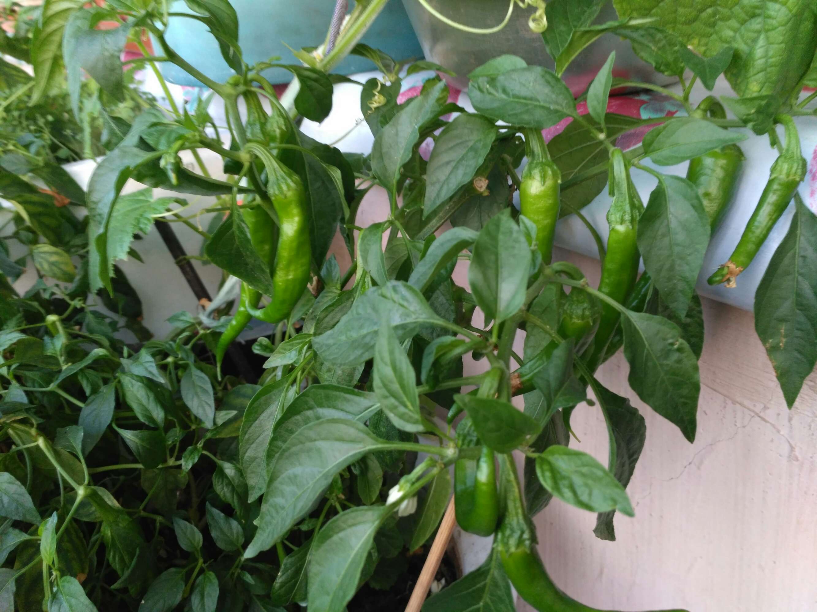 阳台种菜的方法和技巧大全集,阳台种菜室内种菜