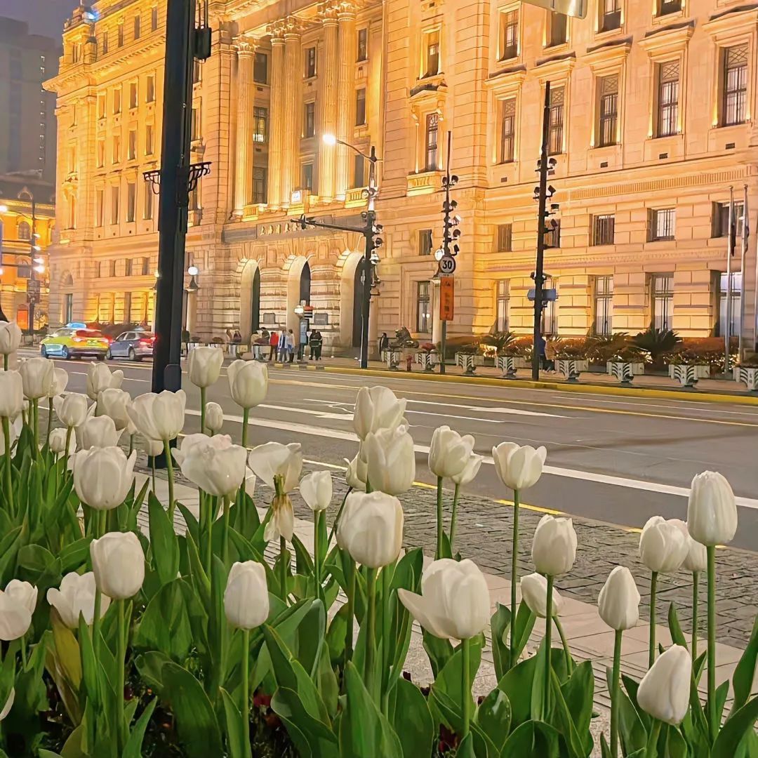 背景图ins风鲜花,ins复古黑色鲜花壁纸