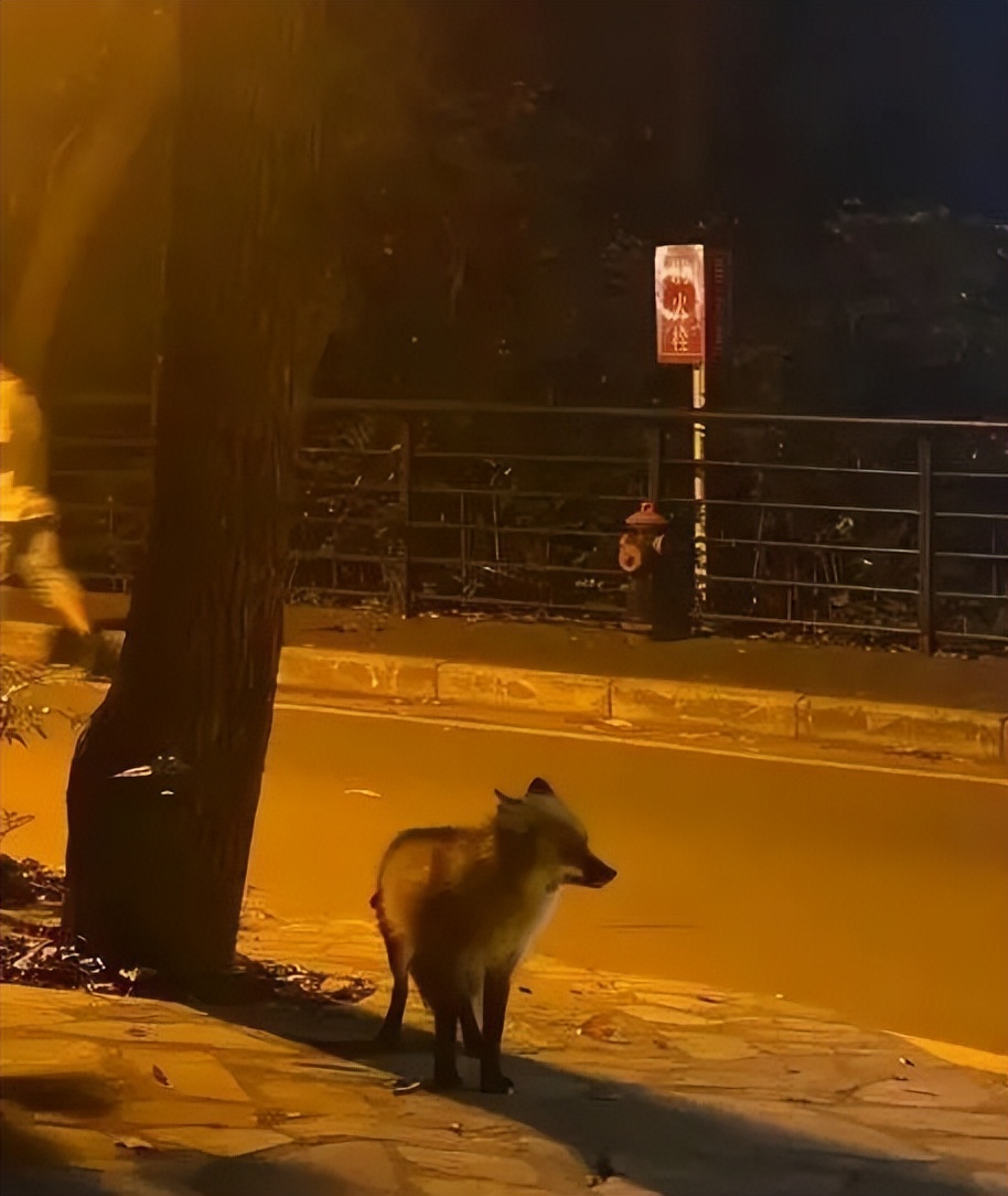 被黑天鹅打了,被黑天鹅打了一顿