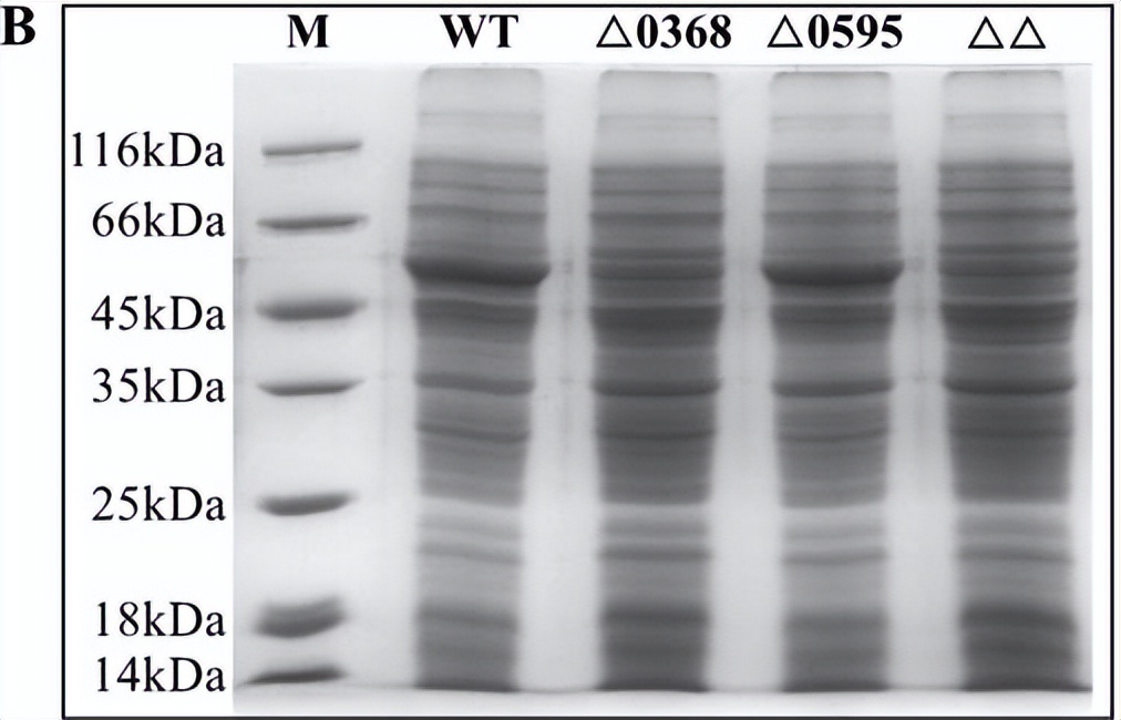 蛋白质组学基因组学转录组学,蛋白质组学在肿瘤的应用