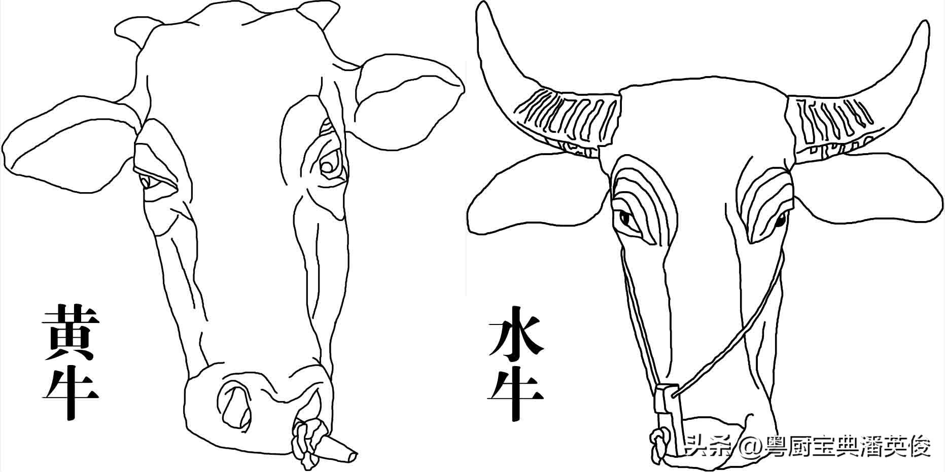 嫩肉粉的原料原理以及功效,原料知识嫩肉粉