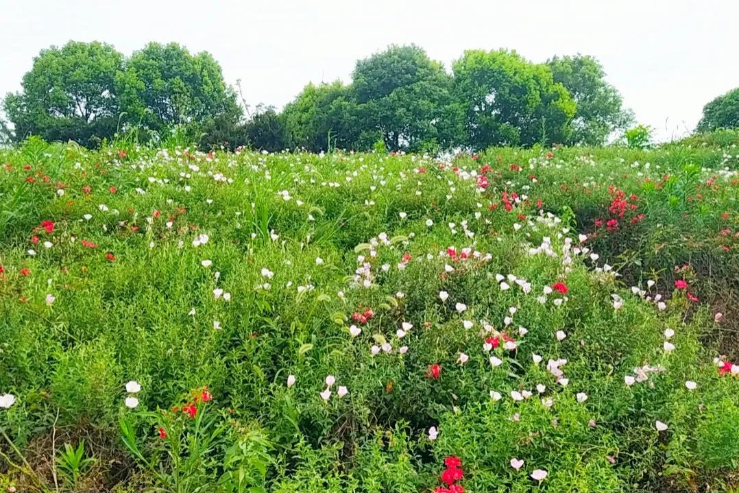 苏州美丽苏州湾,苏州湾美丽风光
