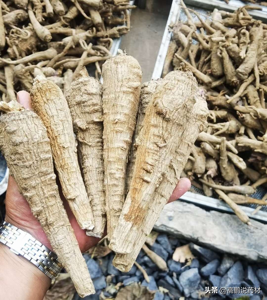 高鹏说药材：紫菀、白芷、天南星、粉葛、知母等行情走势简析