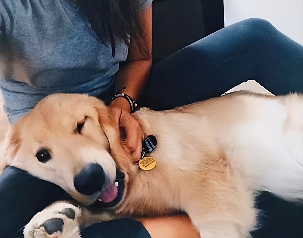 养狗的好处和养狗的坏处视频,养狗对人身体的好处有哪些