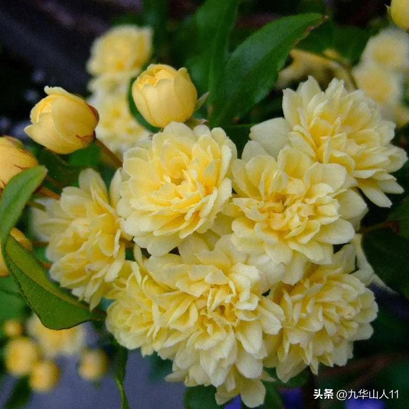 最耐寒的藤本月季哪个品种好 (藤本月季及主要品种详细介绍图解)