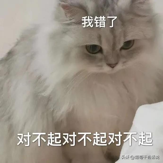 道歉专用表情包哄对象最有效,道歉专用表情包鸭鸭对不起