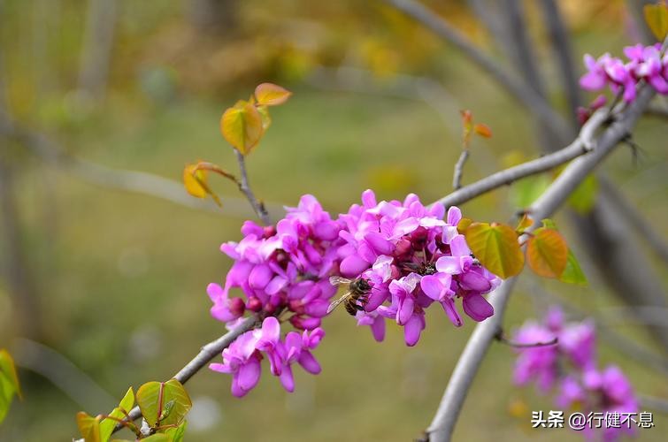 朝辞白帝彩云间完整诗句,十首经典春日诗词