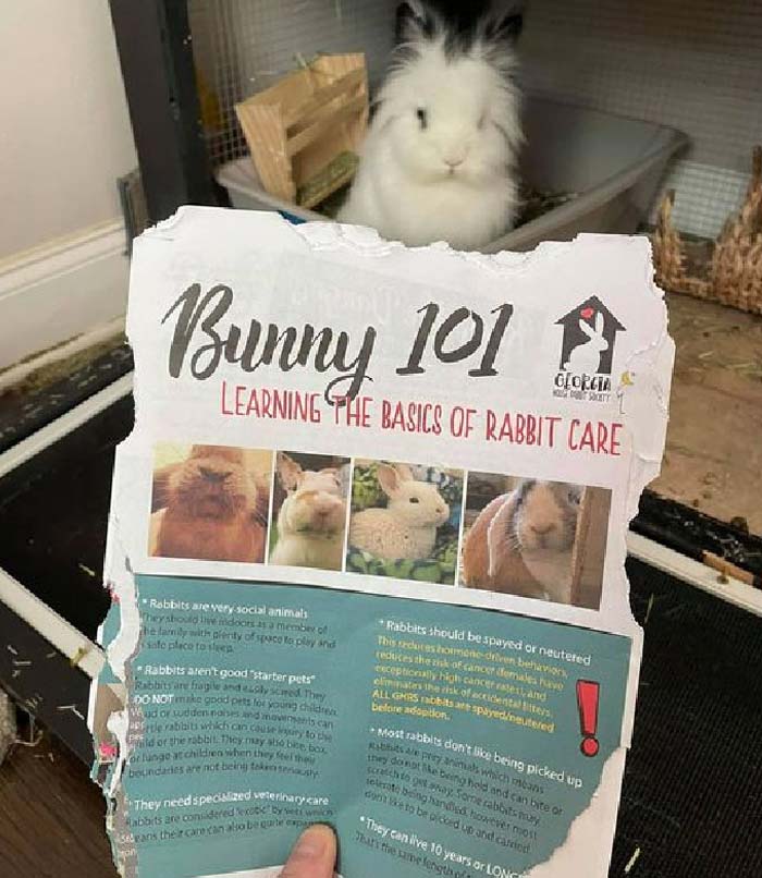 兔兔超可爱的真人照片,兔兔超可爱露脸照片