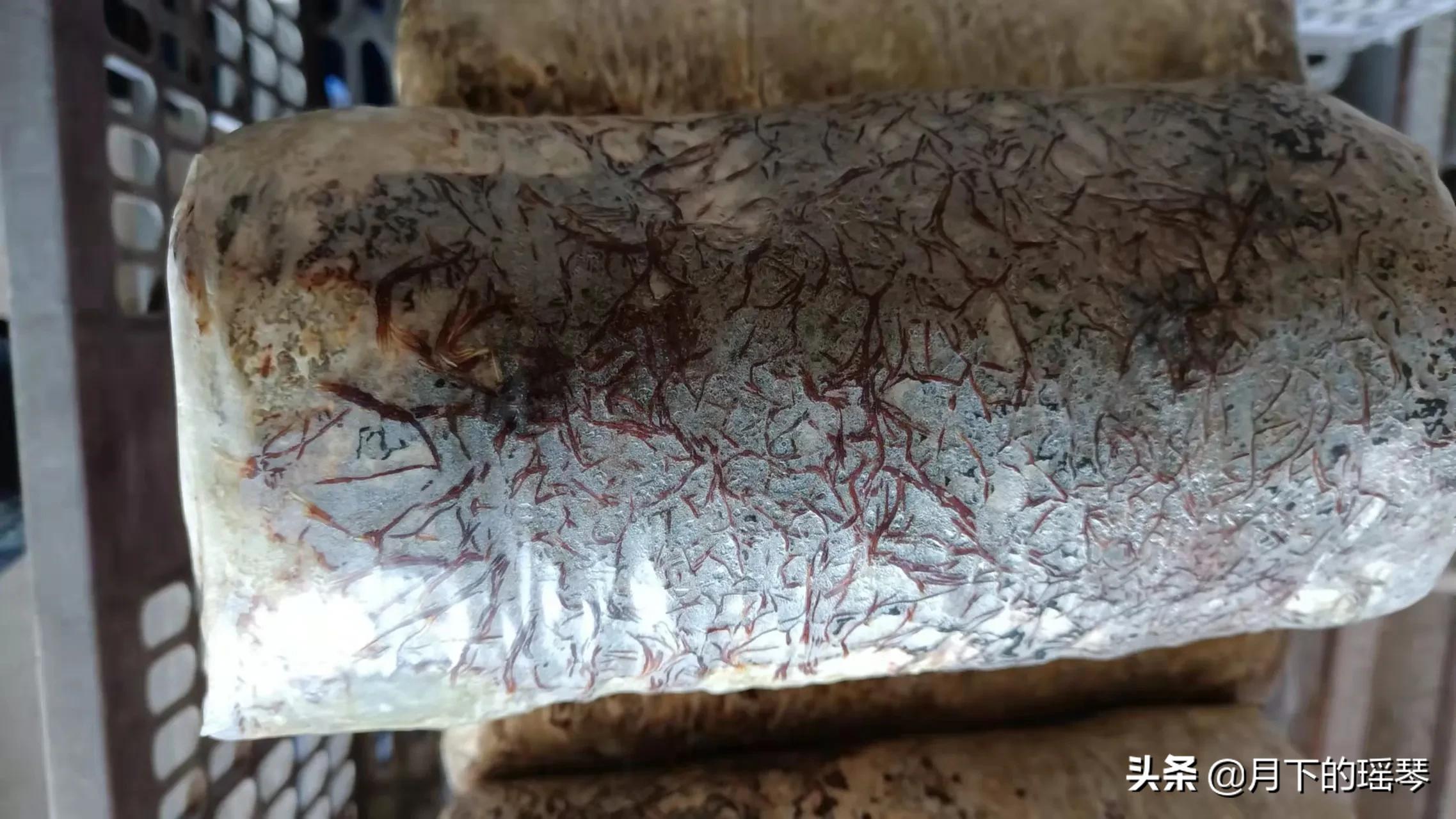 榛蘑菌种联系方式,榛蘑菌种制作方法视频