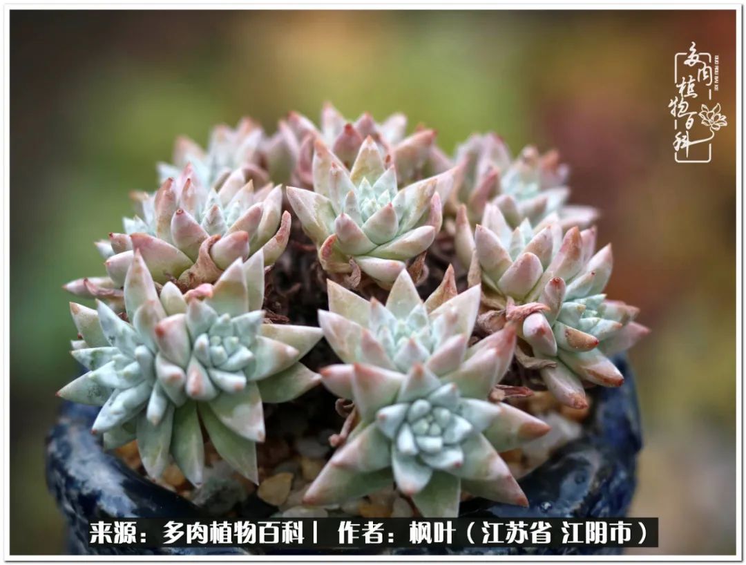 多肉植物的生长轨迹,多肉植物的养生方法