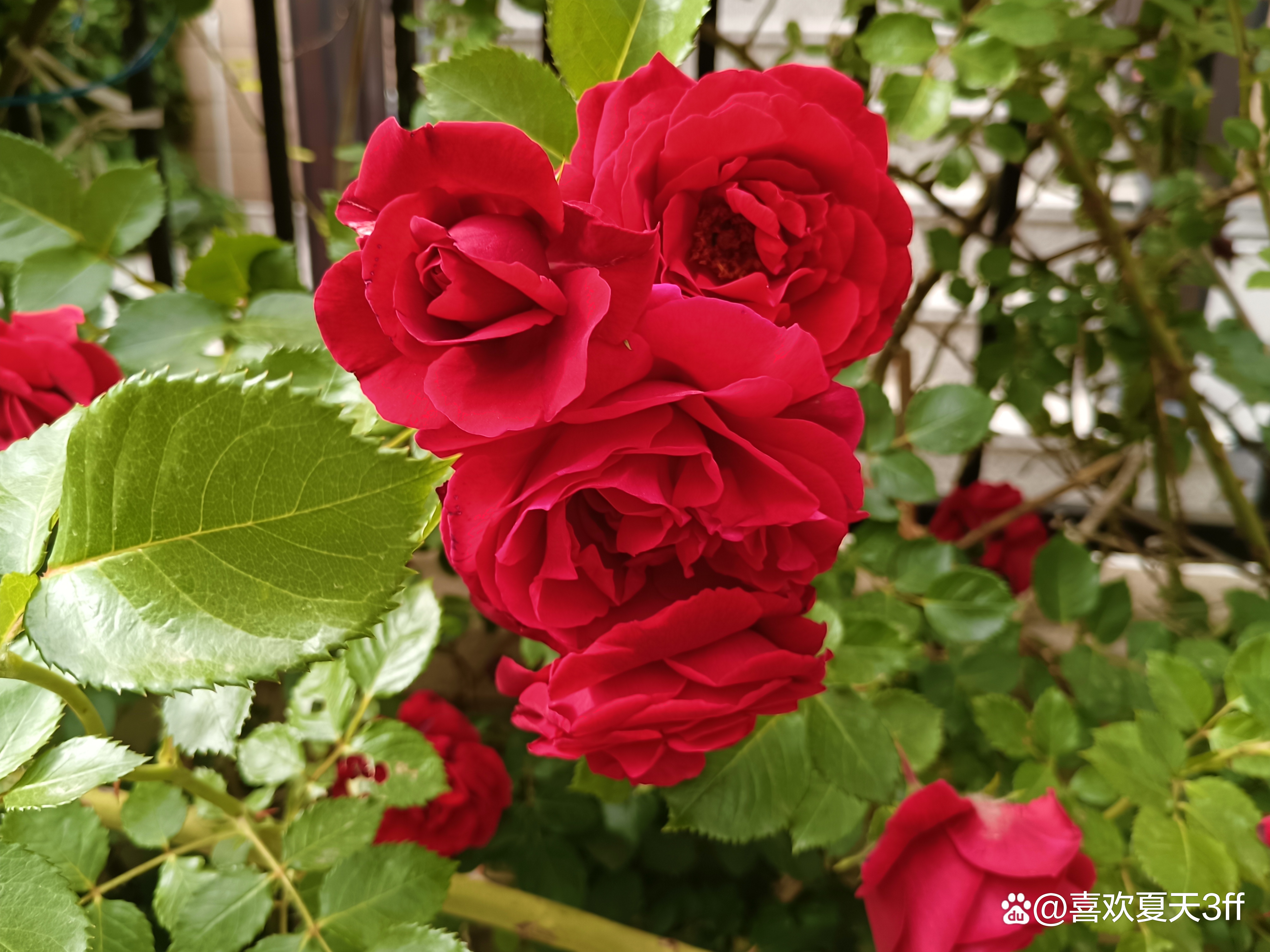 端午节快乐莲花盛开,端午节前后插花容易活吗