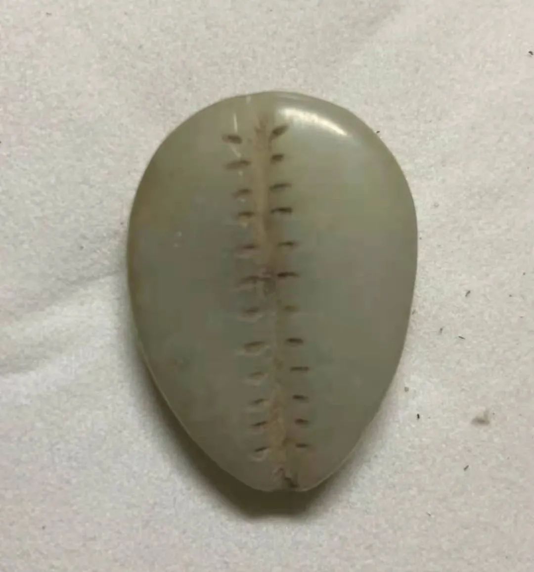 天然贝币真品价格,原始贝币发展史