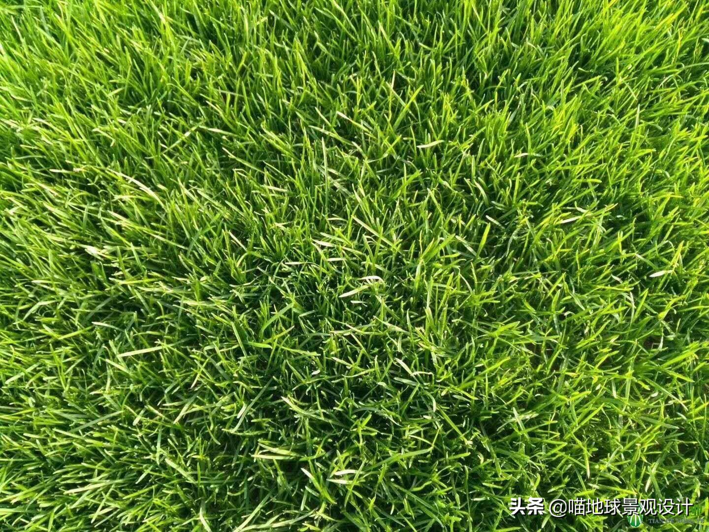 山东地区适合种植什么草皮,山东地区草坪