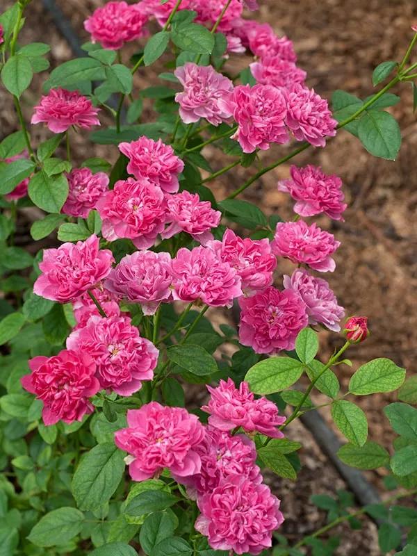 日本葵月季耐阴吗,葵是日月系列月季吗