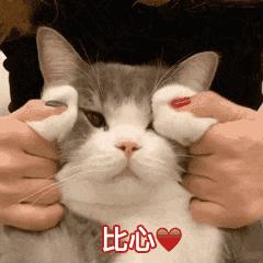 养猫有什么办法驱蚊子,养猫不可以用蚊香怎么驱蚊