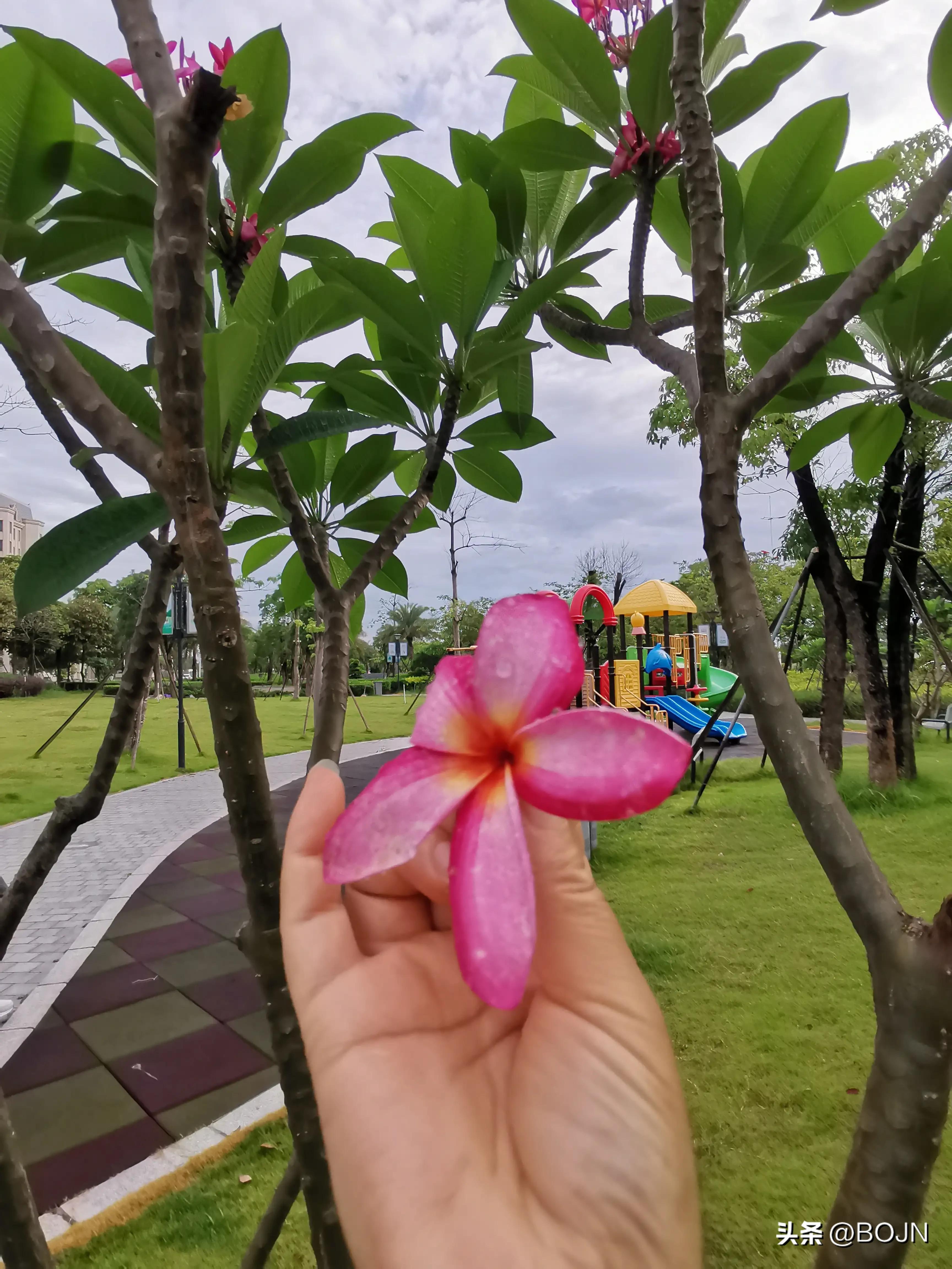 你能认出几种花来,大家能猜出什么花