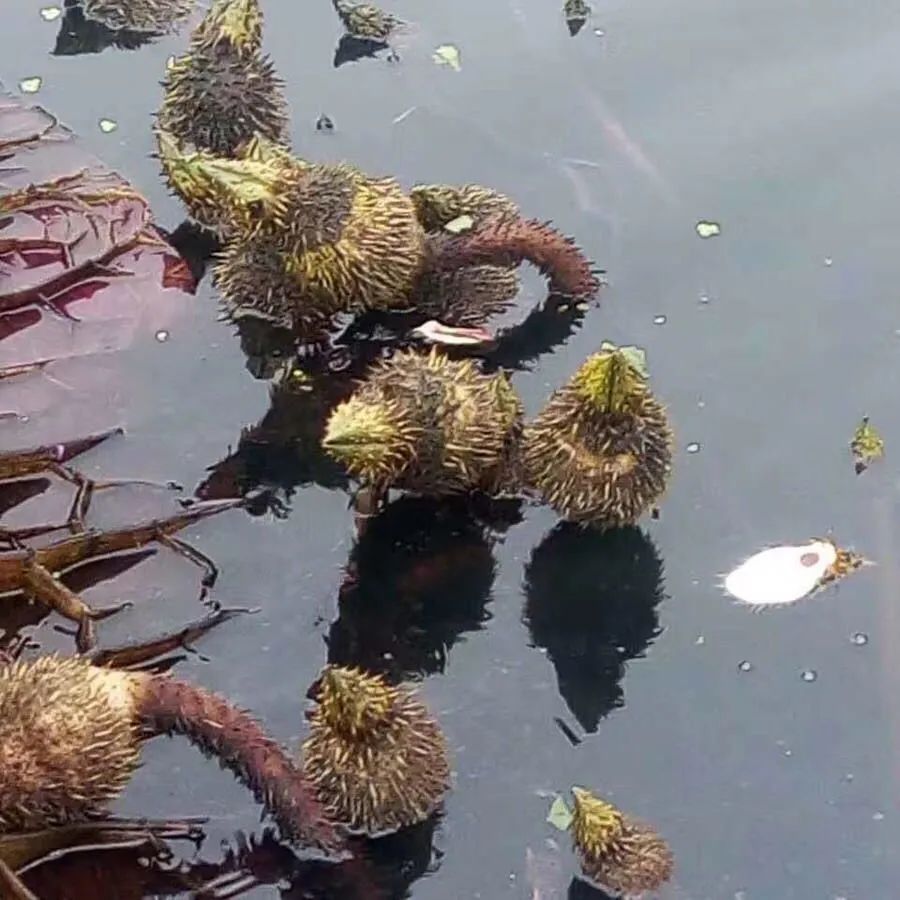 农村常见野生植物你都认识吗,农村常见植物野果