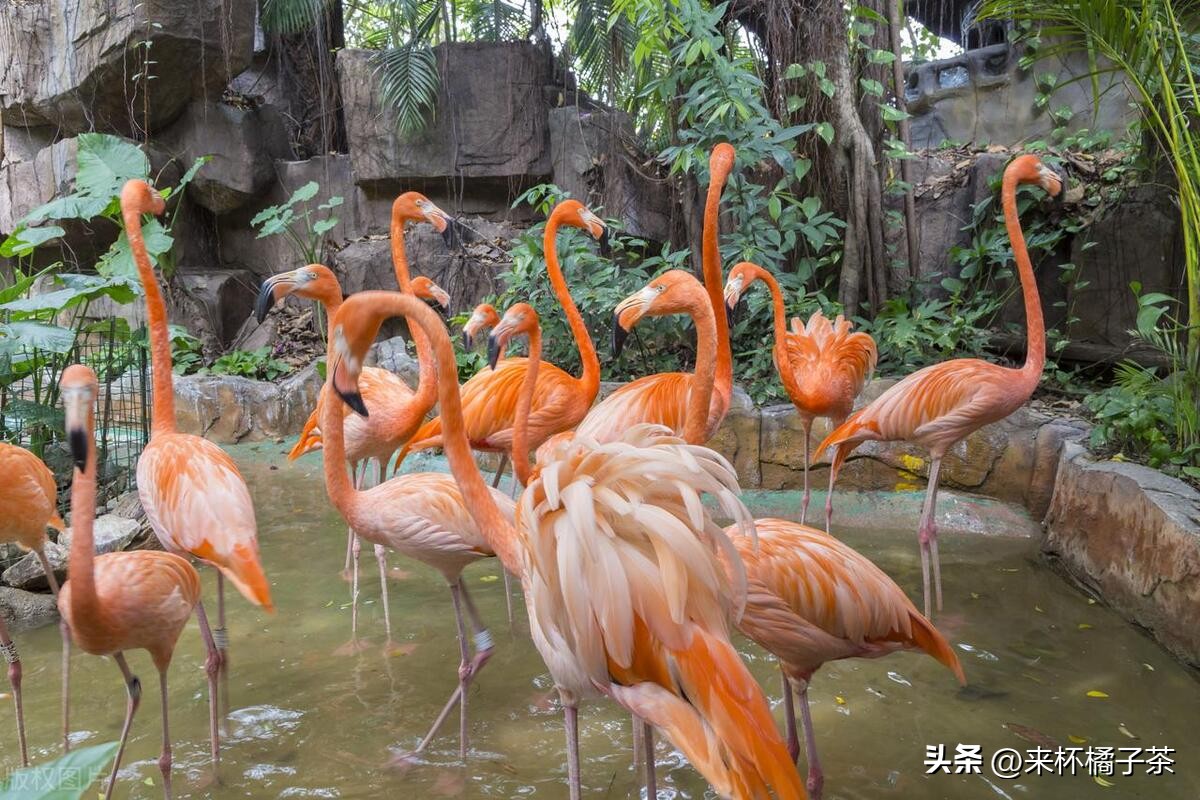 长隆和长鹿哪个门票便宜,长鹿动物园和长隆动物园哪个好玩