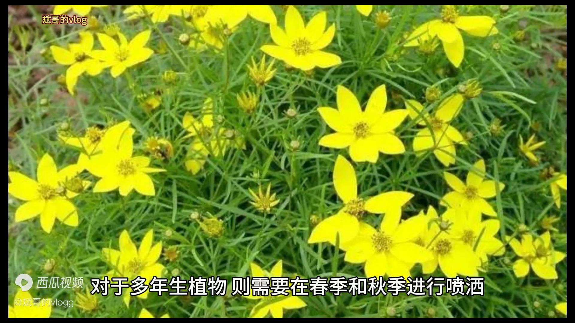 矮壮素的正确使用方法多肉,矮壮素可以给什么植物用