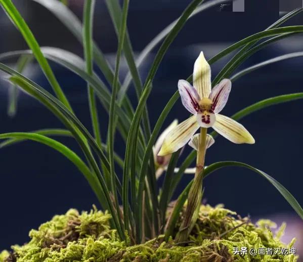 芝兰生于深谷不以无人而不芳出处,100幅历代名家兰花图值得一看再看