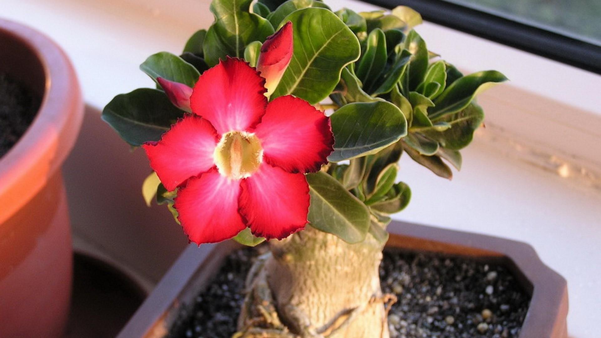 怎么把沙漠玫瑰养成啤酒肚,重瓣沙漠玫瑰养殖方法