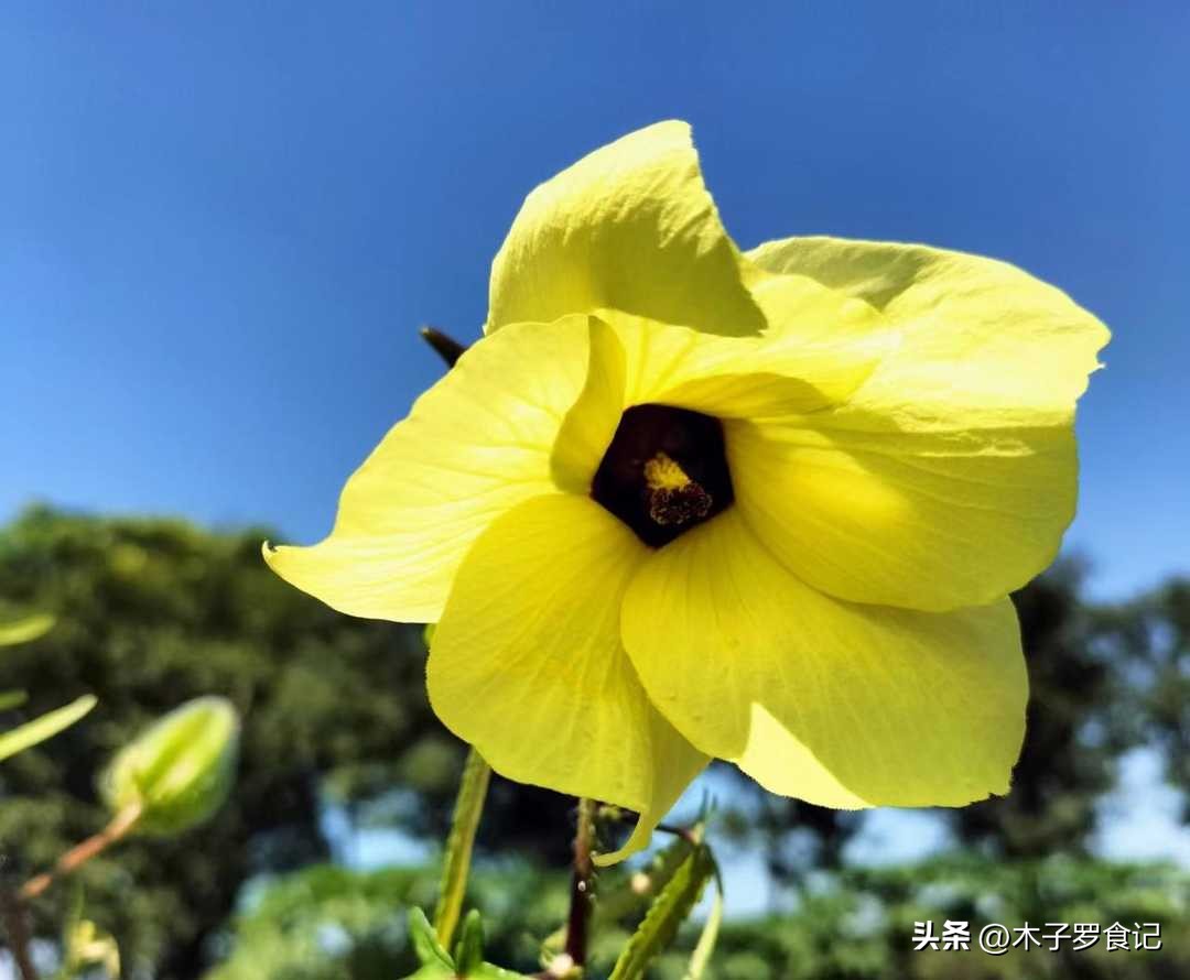 从前在乡下到处有的“疮仔花”,花朵用来煎蛋放粥,口感就是滑