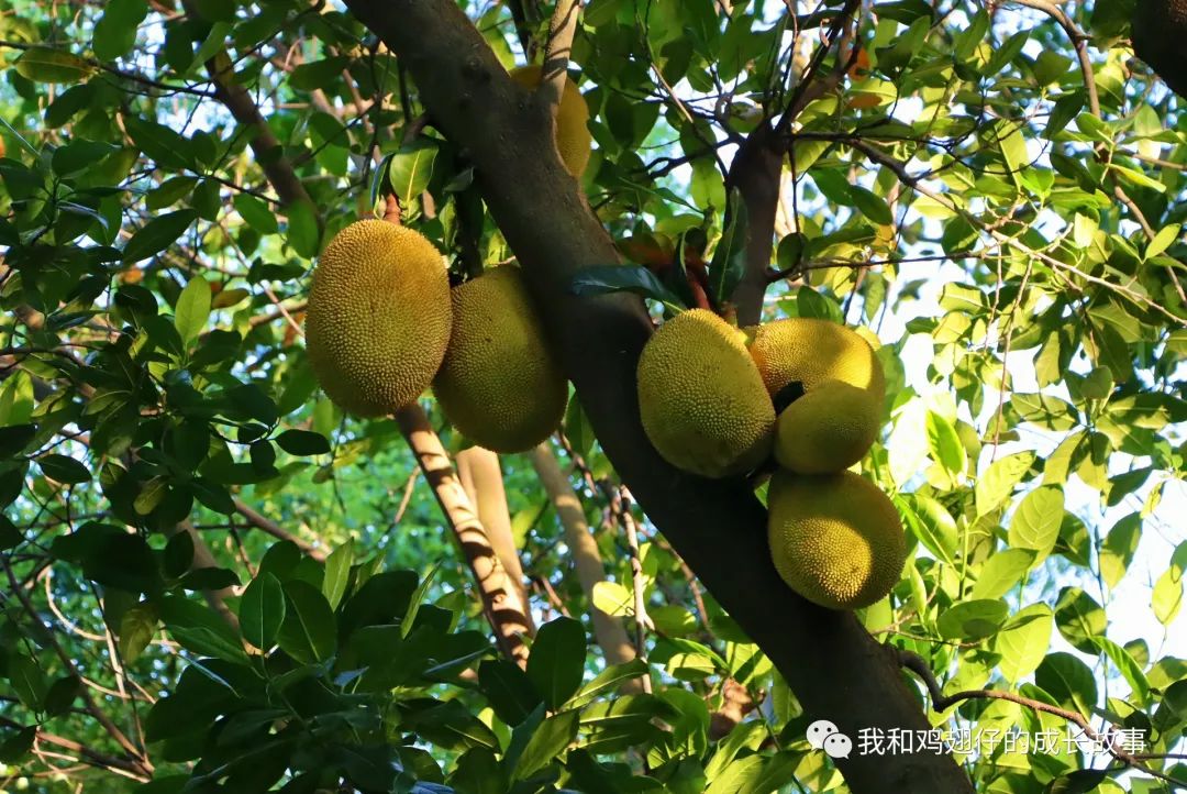 旗峰山灯笼,旗峰山灯笼拍摄视频