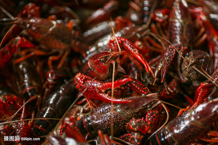 小伙养龙虾,小伙养十只大龙虾