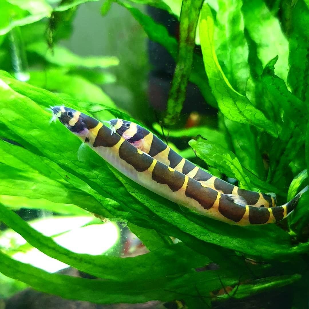 清洁鱼有什么用,冷清洁鱼有哪些