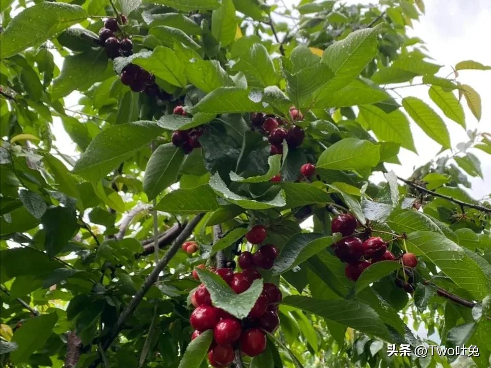 车厘子和樱桃可以有什么区别,车厘子和樱桃到底有什么区别呢