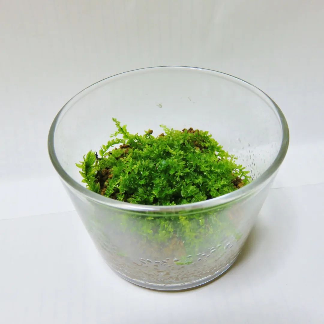 苔藓类盆栽植物怎么养,绿意苔藓