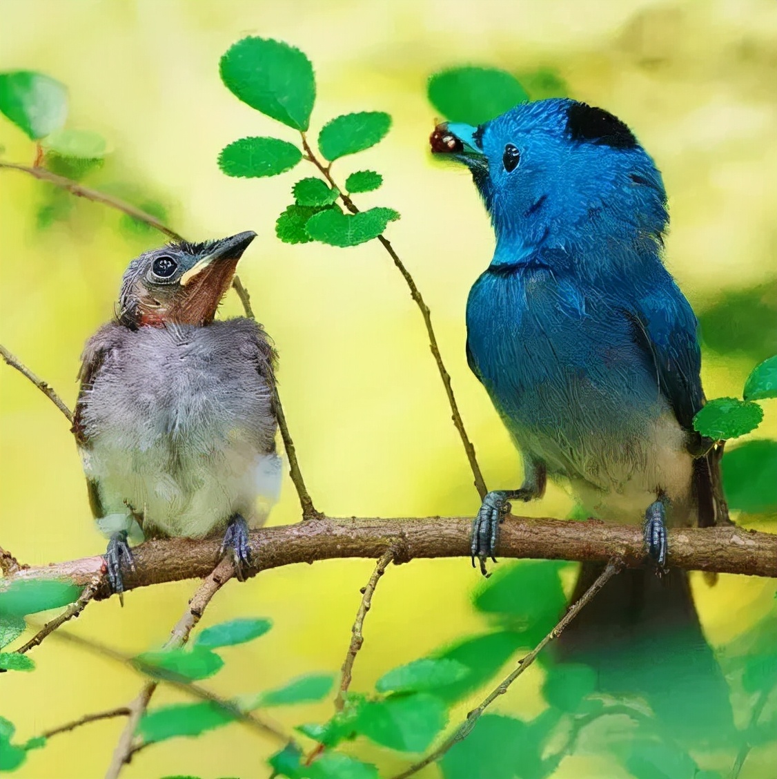 羽色最绚丽的鸟图片,鸟类雨后飞翔照片