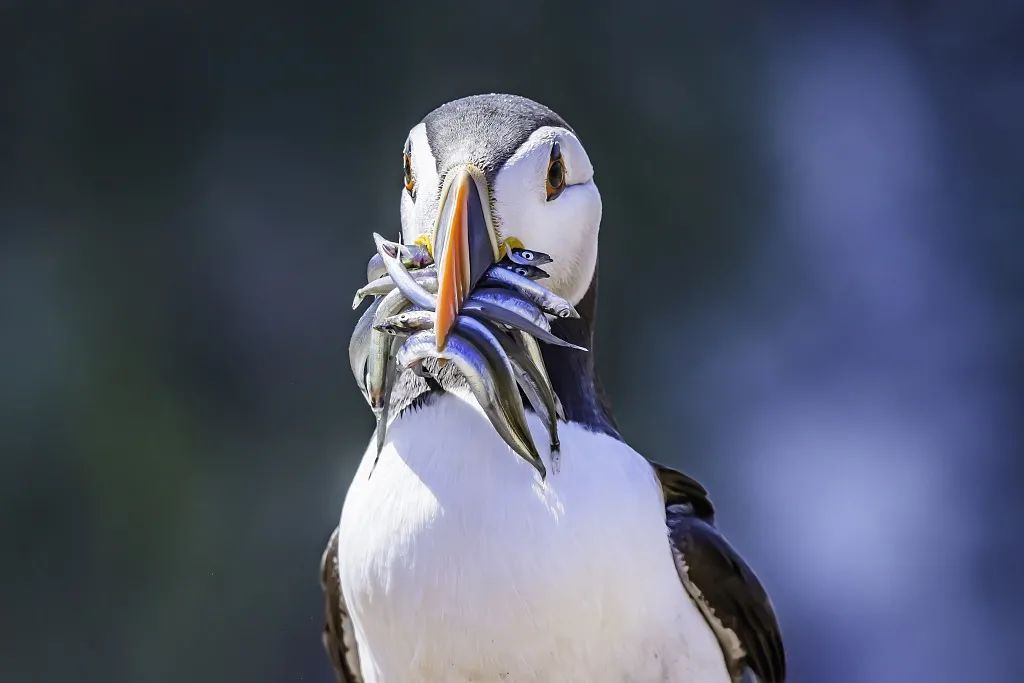 这个“垃圾大国”，真是让我开眼了