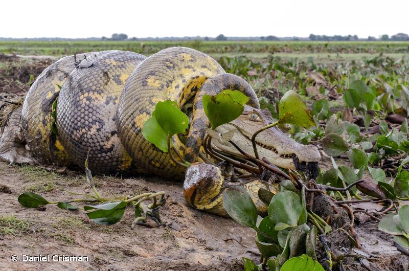 莽山烙铁头比黑曼巴还毒吗,莽山烙铁头蛇和黑曼巴毒性