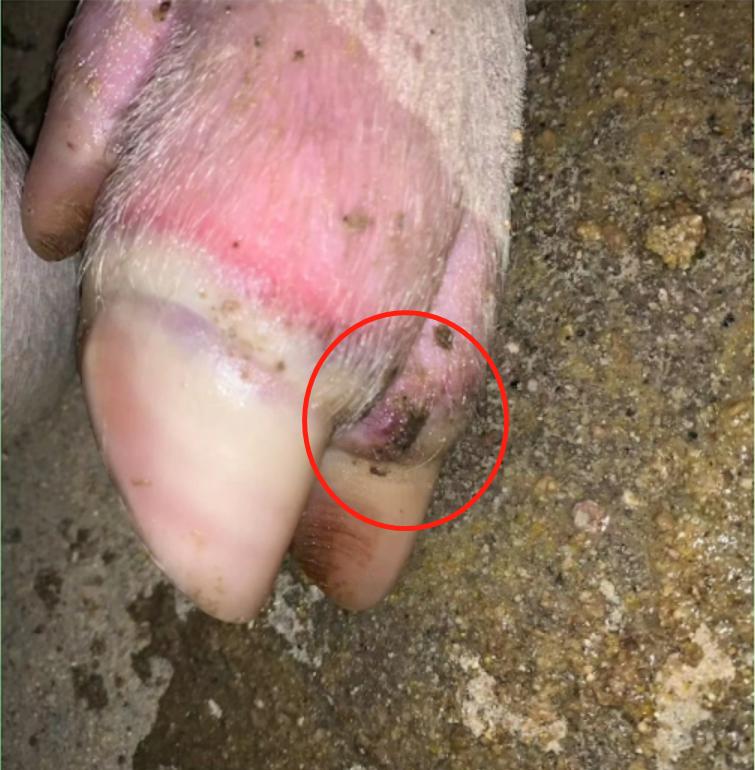 猪脚疼站不起来,猪脚受伤站不起来用什么药治