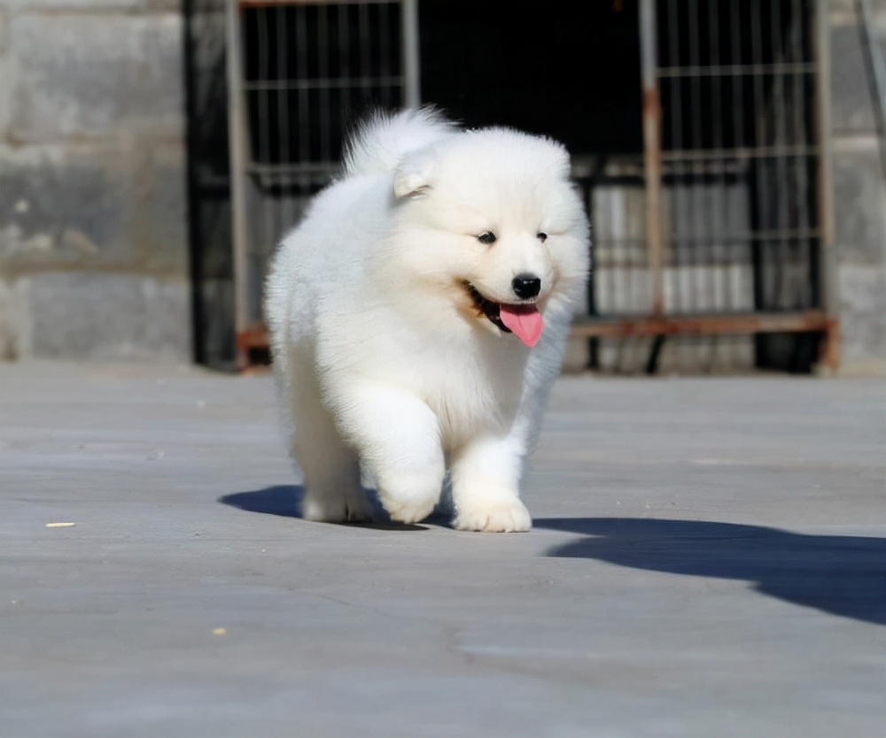 萨摩耶两个月太不听话怎么办,萨摩耶不听话怎么训练幼犬