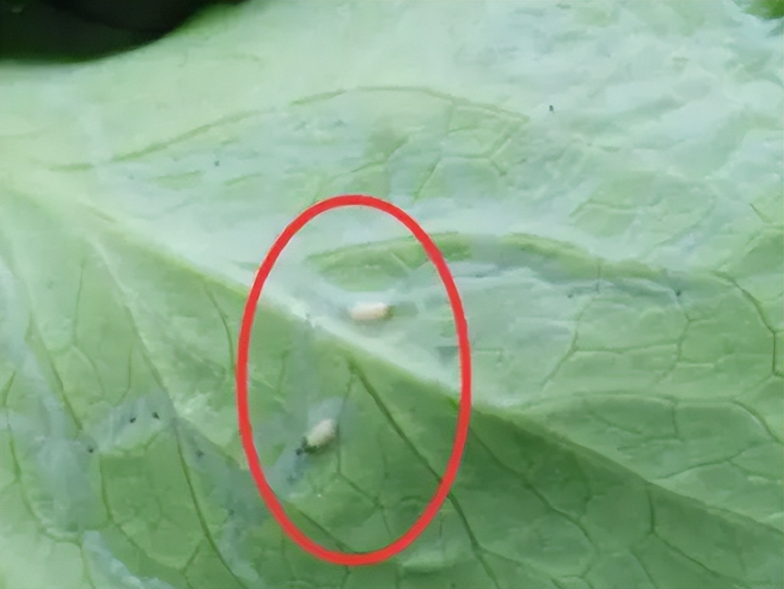 容易有寄生虫的6种蔬菜,洗干净的蔬菜还有寄生虫吗