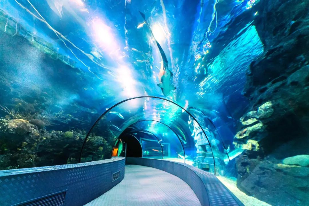 上海六一儿童节去哪儿最合适,六一儿童节沪上遛娃打卡指南来了