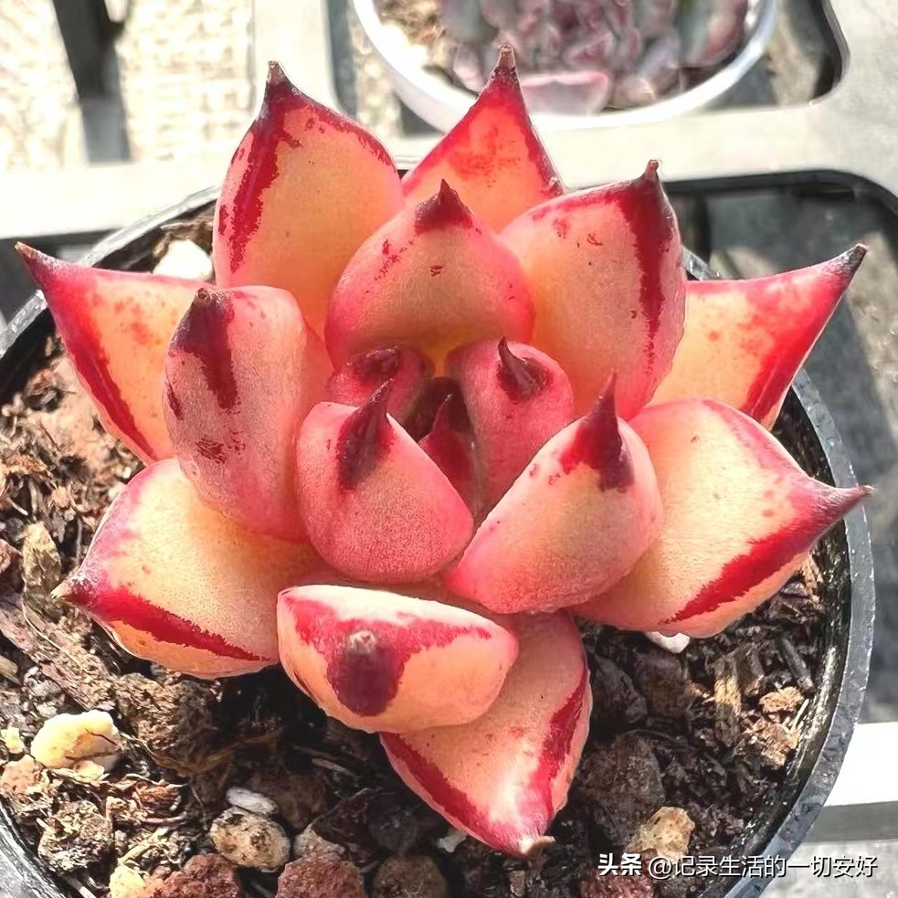 十二星座相对应的多肉,12星座守护多肉