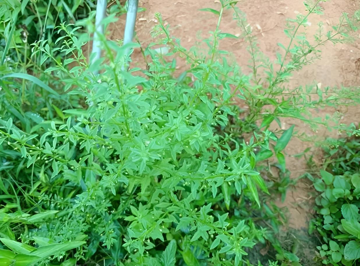 人称“感冒草”，村里村外有不少，识货的人会挖走它，十分珍贵！