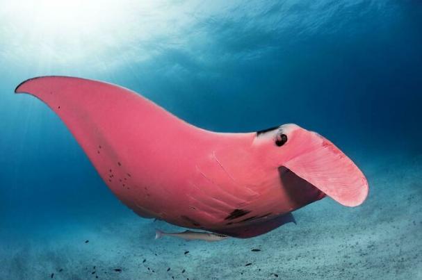 水下世界神秘视频,让人惊叹的水下视频